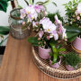 Roze orchidee en succulenten op gouden schaal